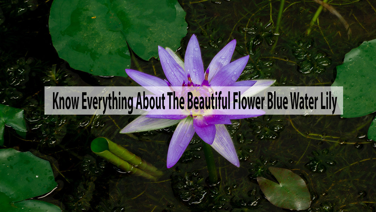 Know Everything About The Beautiful Flower Blue Water Lily